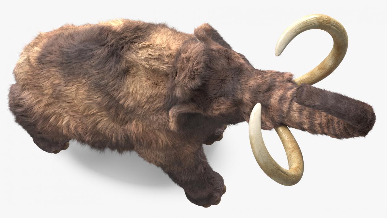 Mammoth Adult Roar Pose Fur 3D