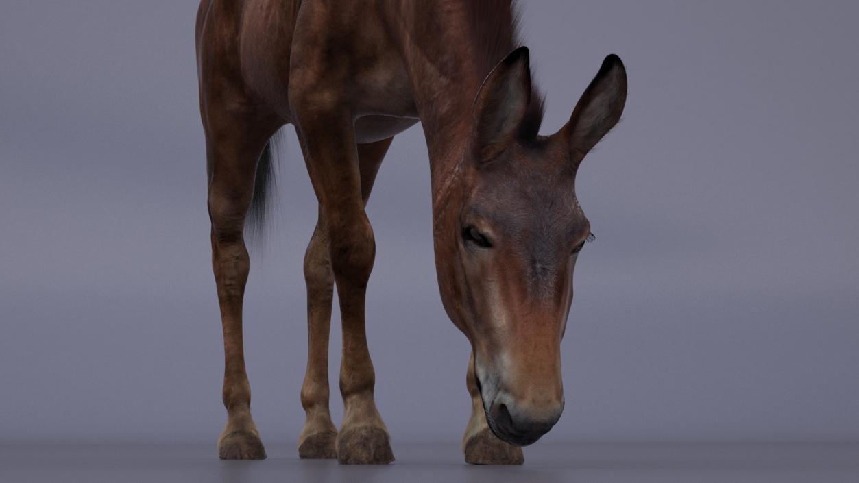 3D model Eating Mule Dark Fur