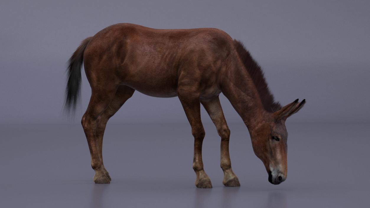 3D model Eating Mule Dark Fur