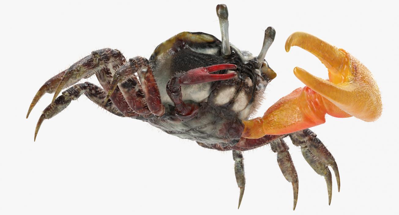 3D Fiddler Crab with Fur