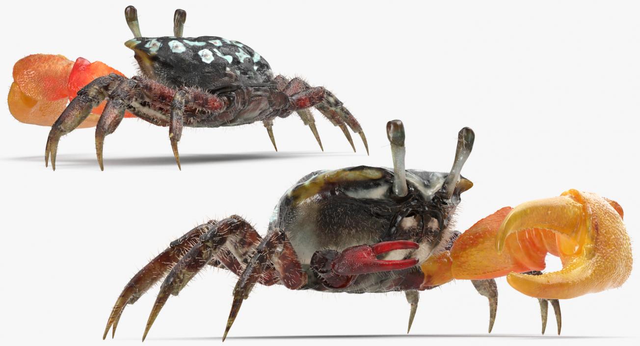 3D Fiddler Crab with Fur