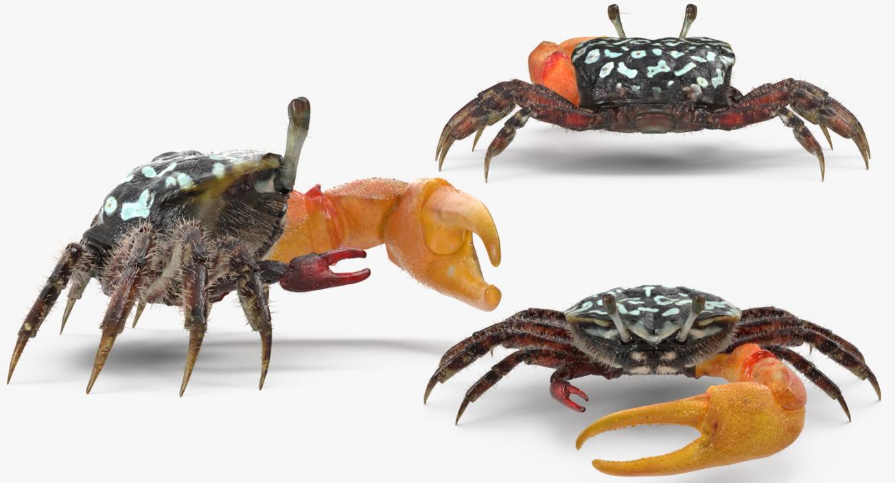 3D Fiddler Crab with Fur