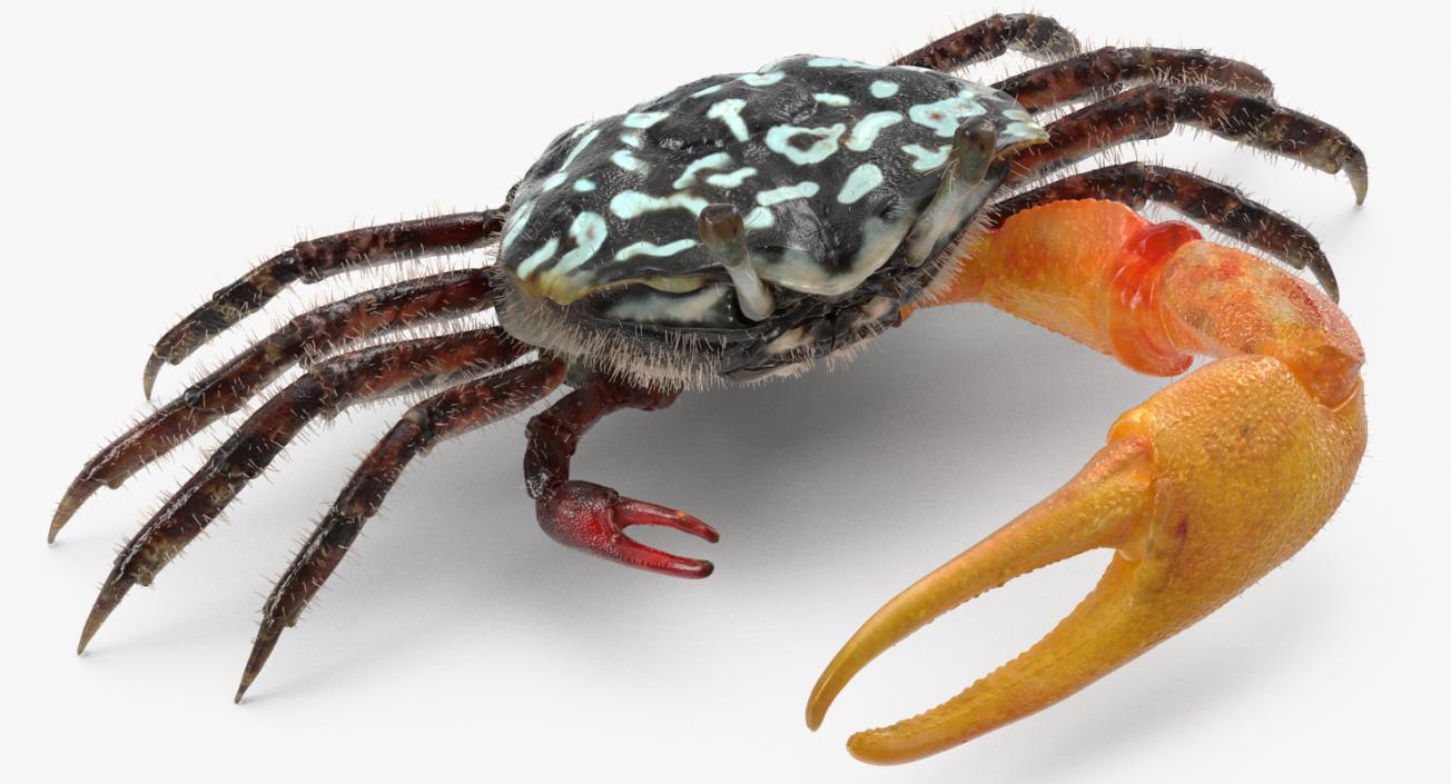 3D Fiddler Crab with Fur