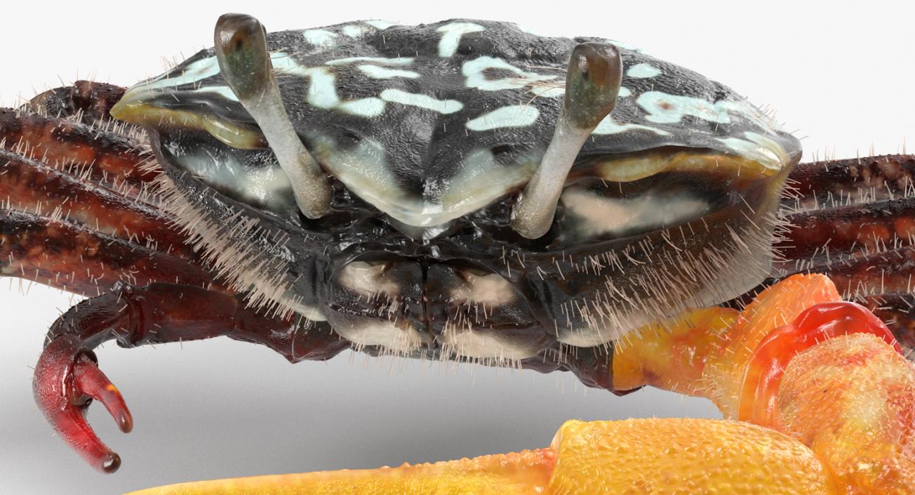 3D Fiddler Crab with Fur