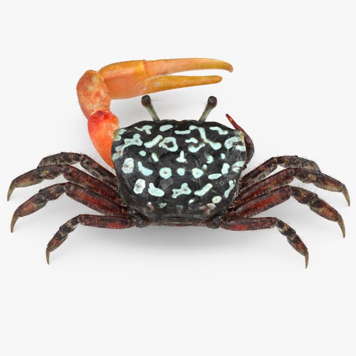 3D Fiddler Crab with Fur