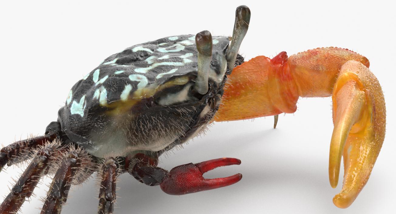 3D Fiddler Crab with Fur