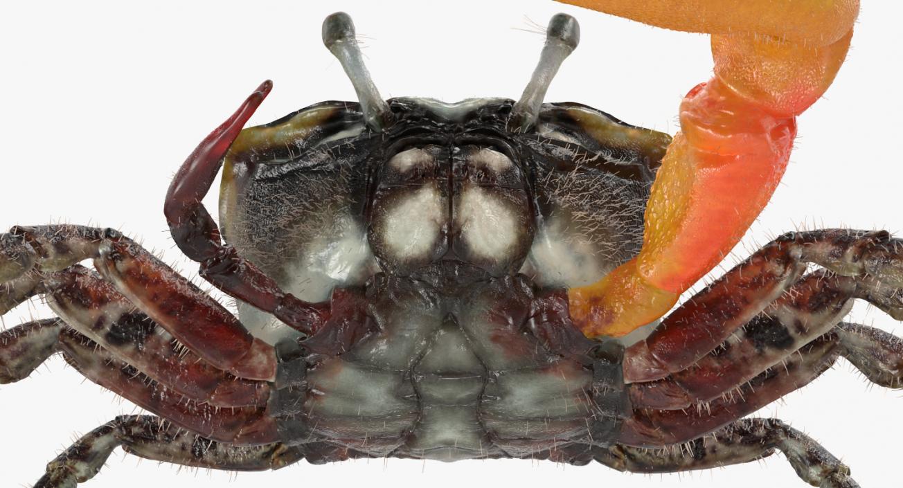 3D Fiddler Crab with Fur