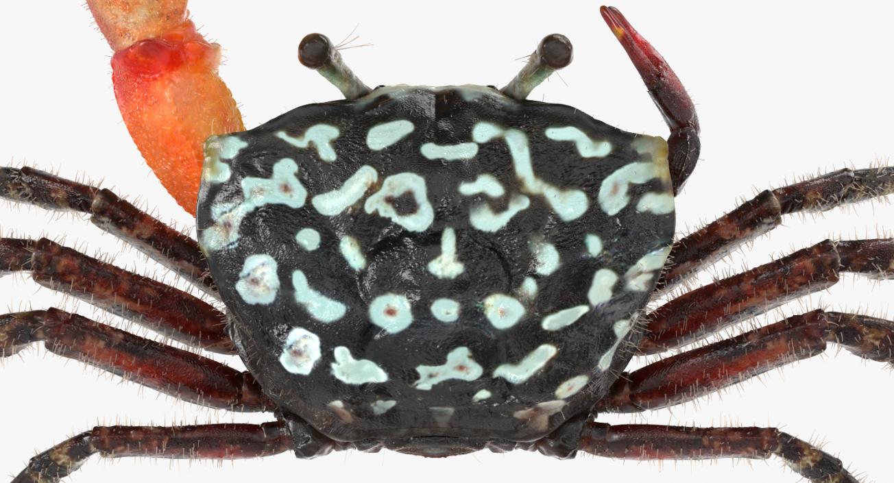 3D Fiddler Crab with Fur