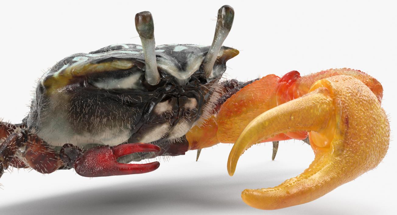 3D Fiddler Crab with Fur