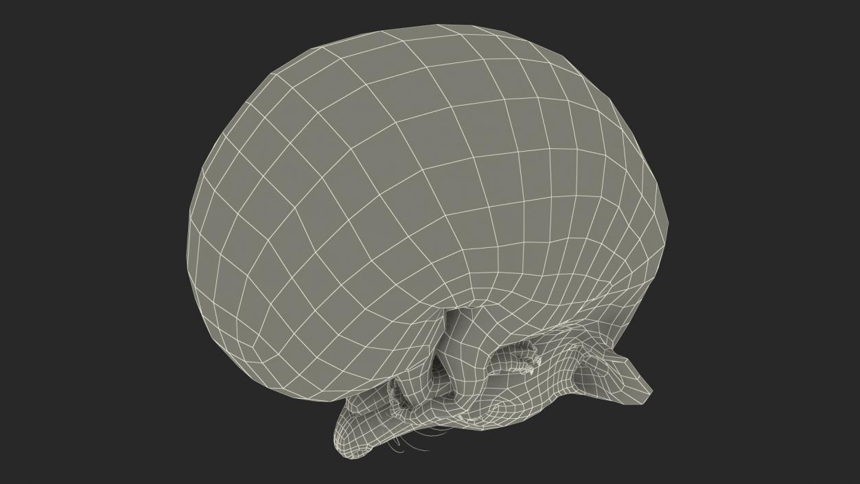 3D Curled Up Bald Hedgehog model