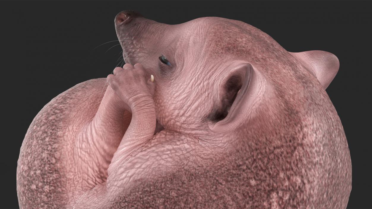 3D Curled Up Bald Hedgehog model