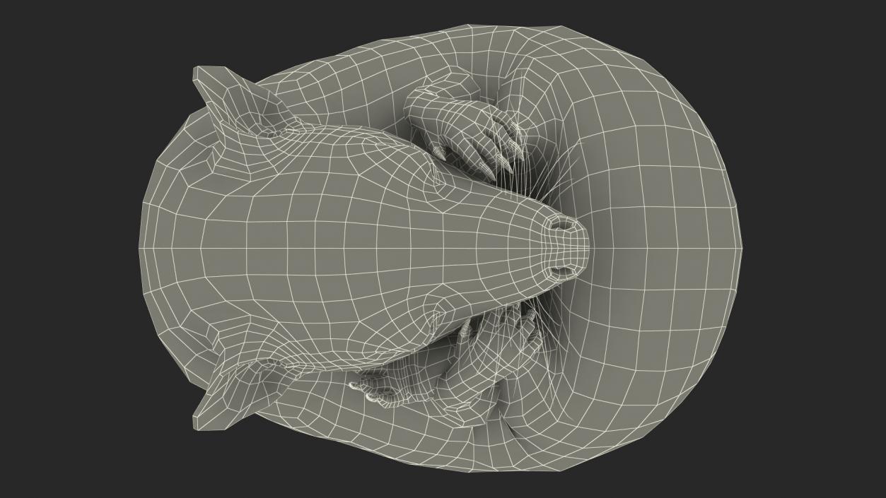 3D Curled Up Bald Hedgehog model