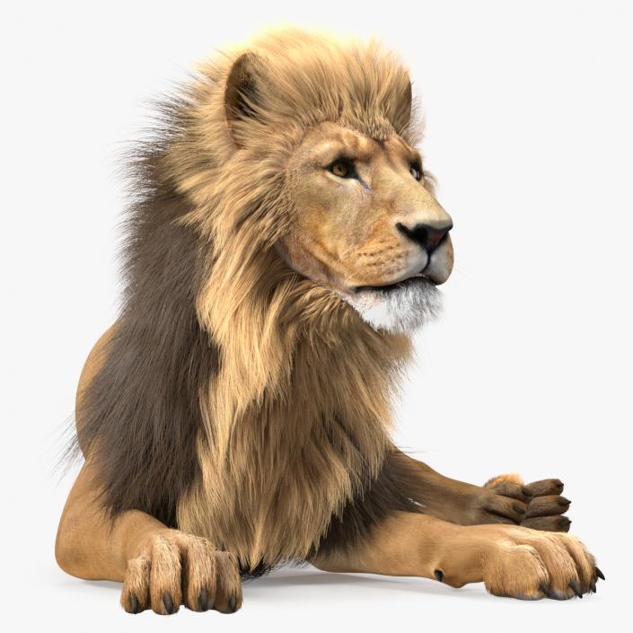 Lion Lying Pose Fur 3D model