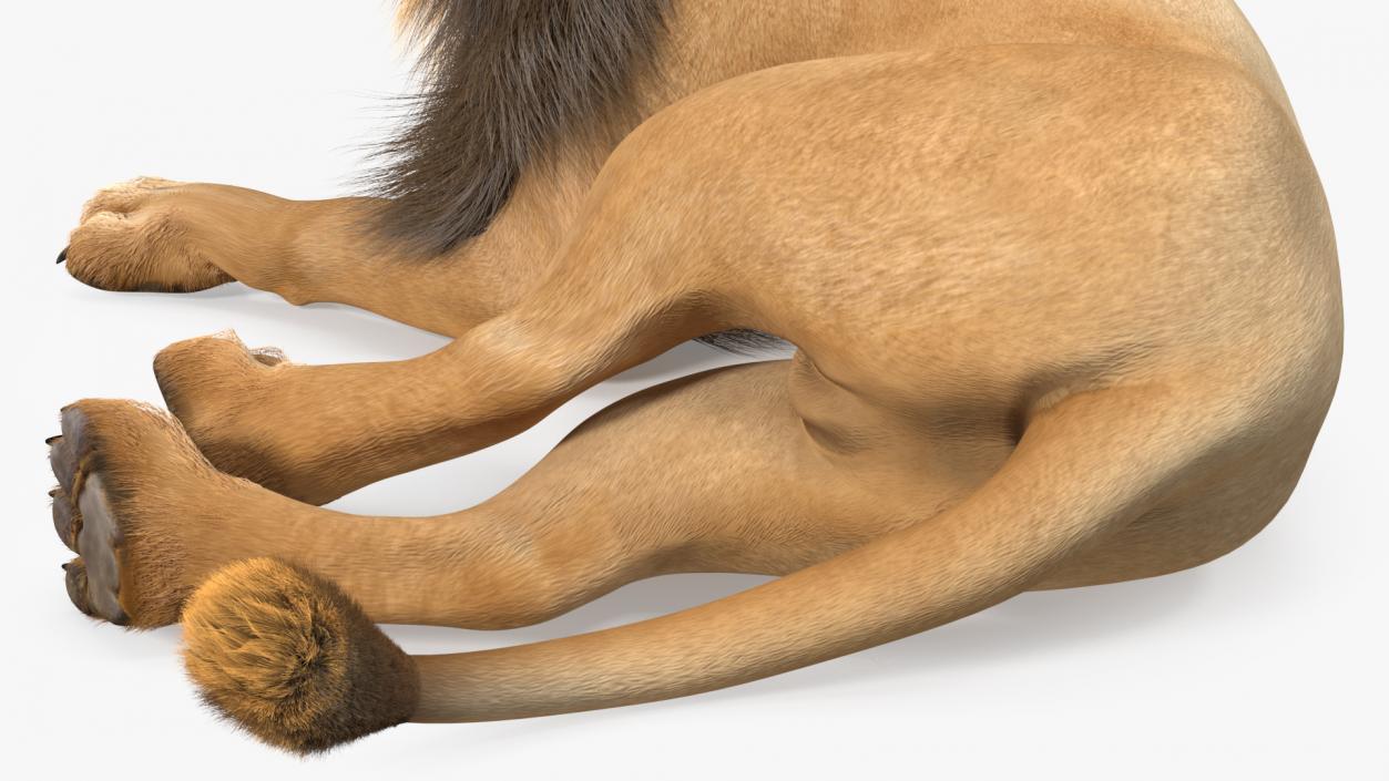 Lion Lying Pose Fur 3D model