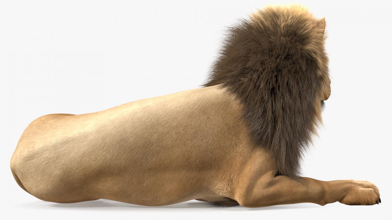 Lion Lying Pose Fur 3D model