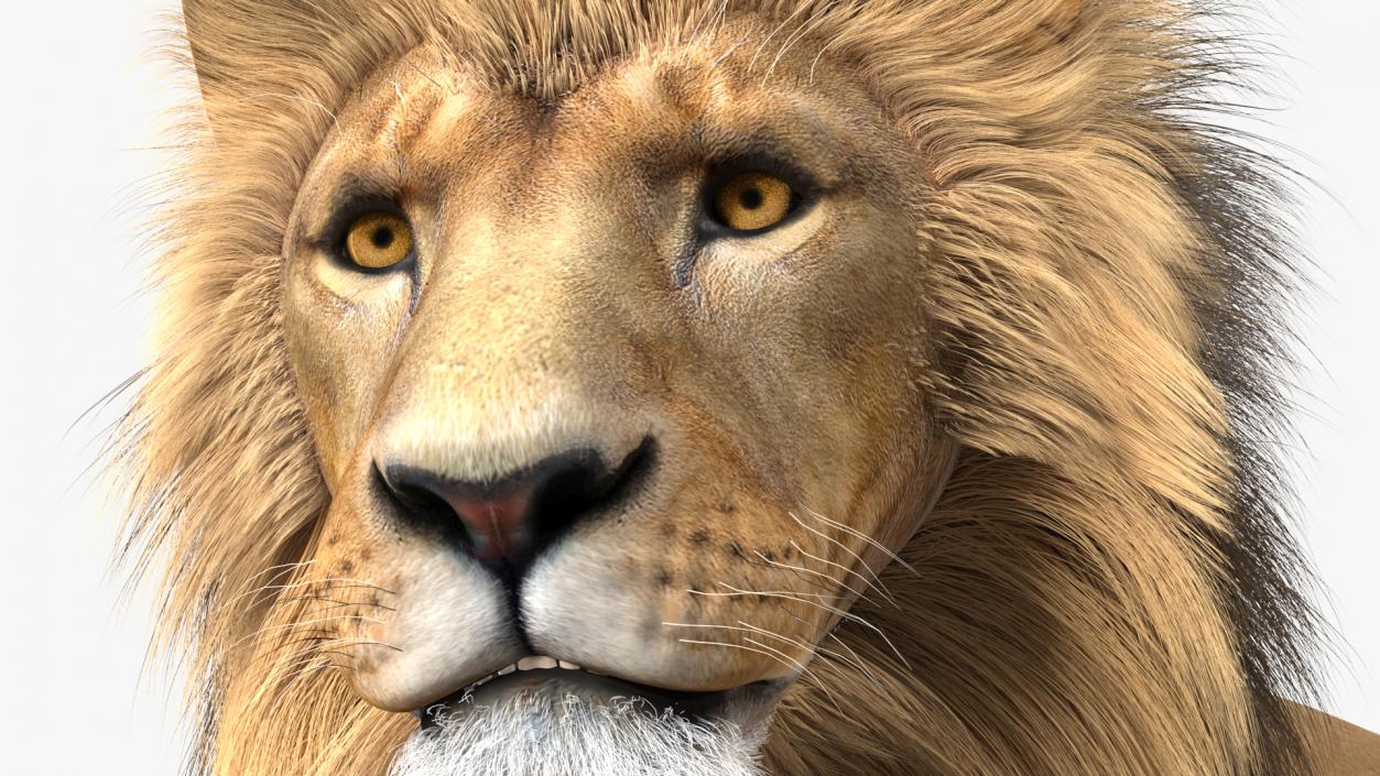 Lion Lying Pose Fur 3D model