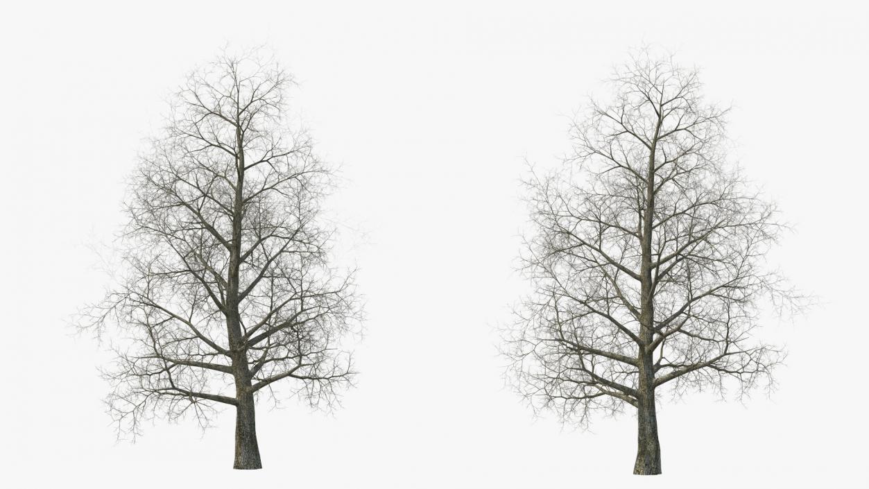 3D Bare Poplar Winter Tree model