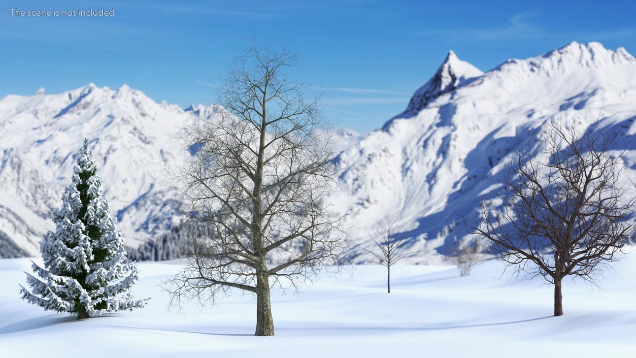 3D Bare Poplar Winter Tree model