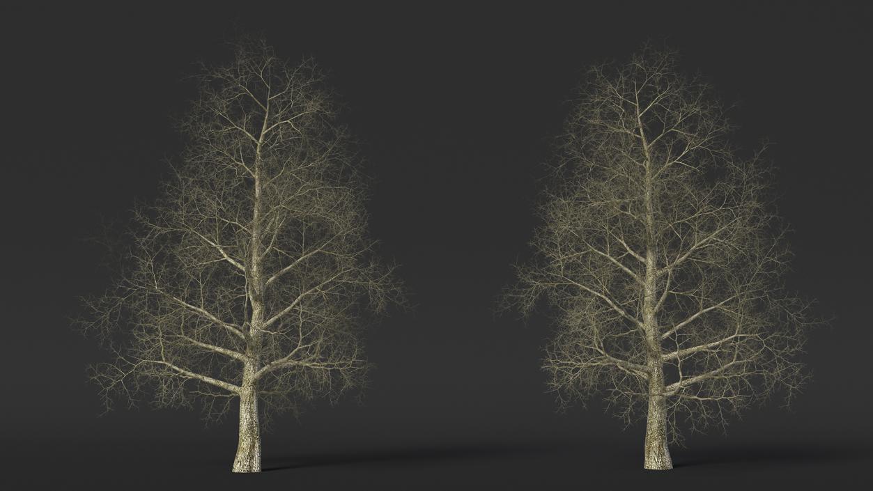 3D Bare Poplar Winter Tree model