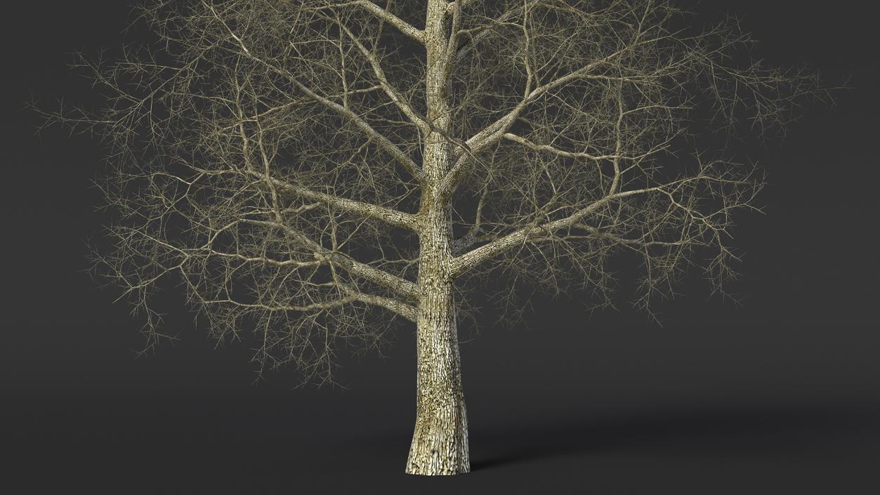 3D Bare Poplar Winter Tree model