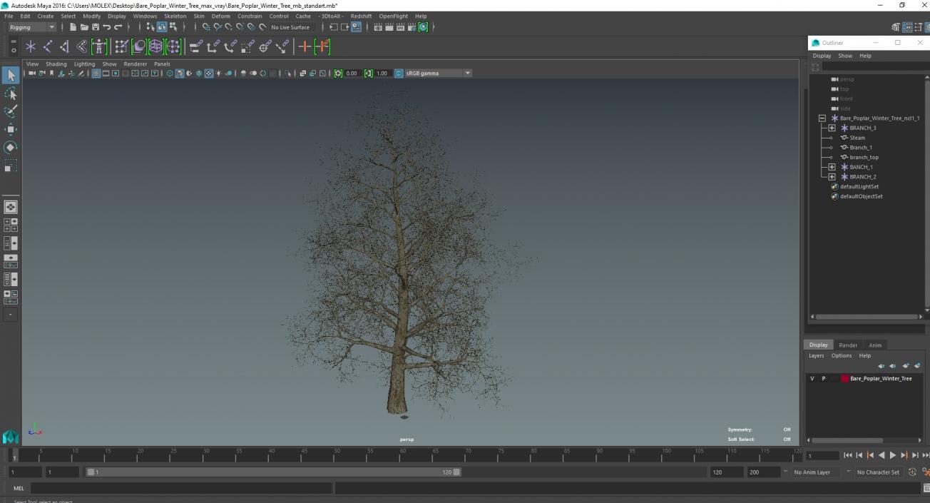 3D Bare Poplar Winter Tree model