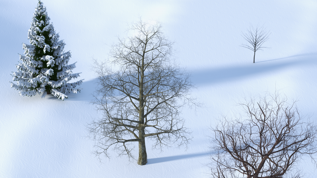 3D Bare Poplar Winter Tree model