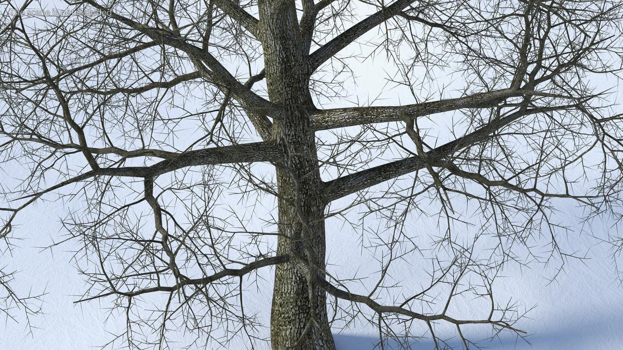 3D Bare Poplar Winter Tree model