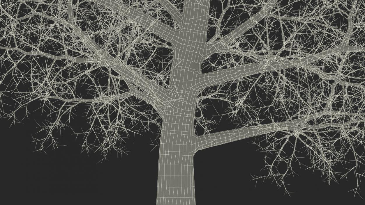 3D Bare Poplar Winter Tree model