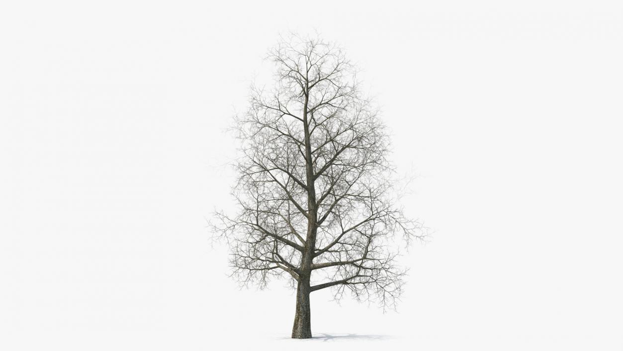 3D Bare Poplar Winter Tree model