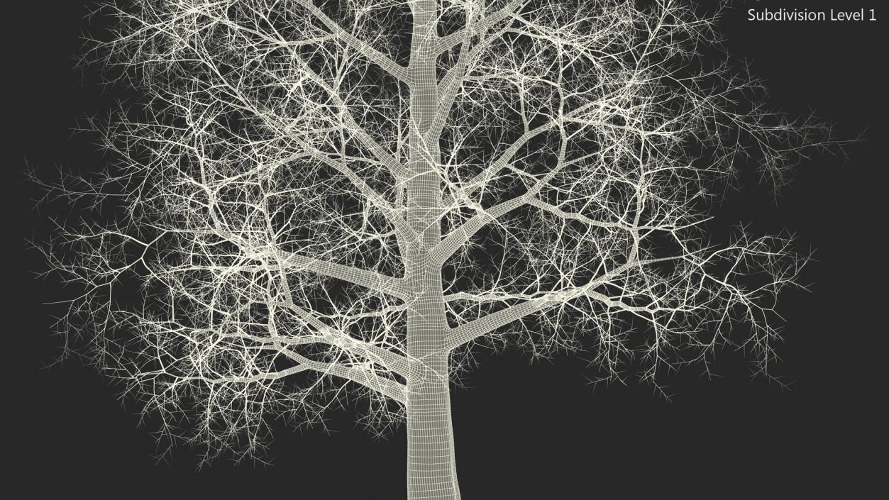 3D Bare Poplar Winter Tree model