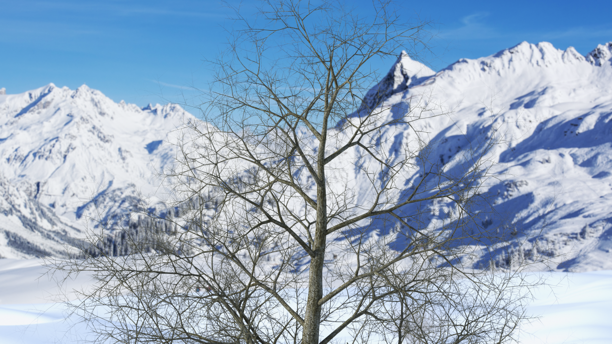 3D Bare Poplar Winter Tree model