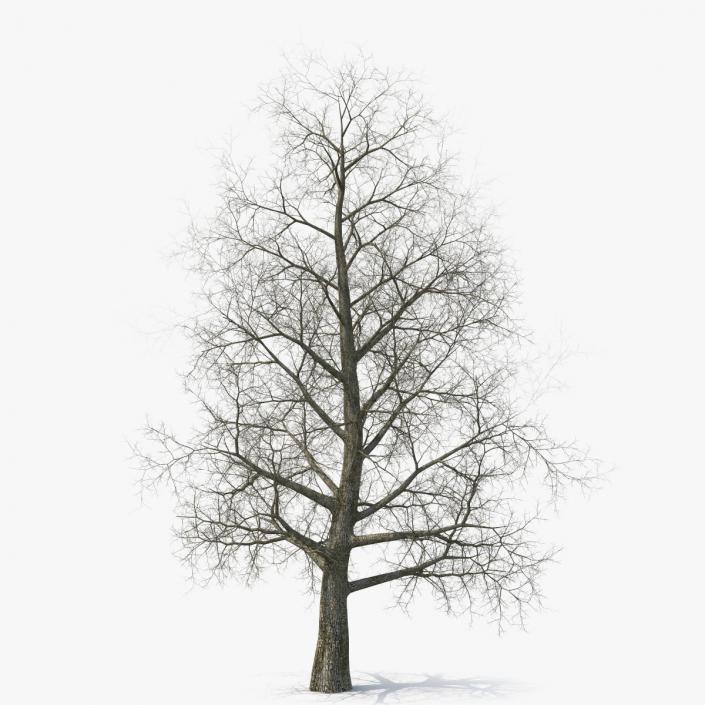 3D Bare Poplar Winter Tree model