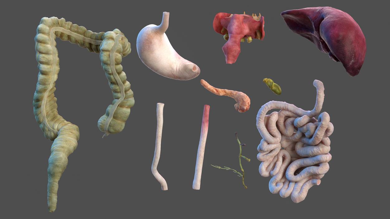 3D model Female Body Anatomy Collection