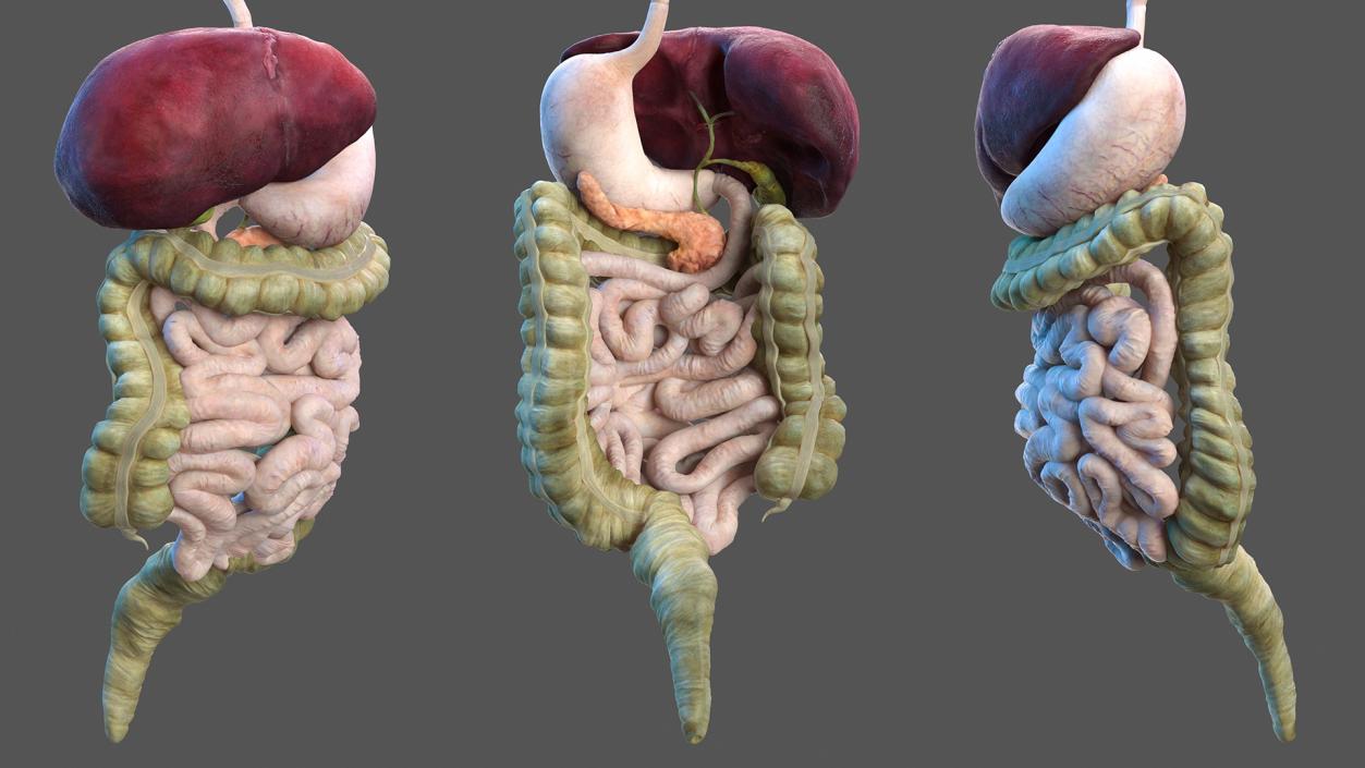 3D model Female Body Anatomy Collection