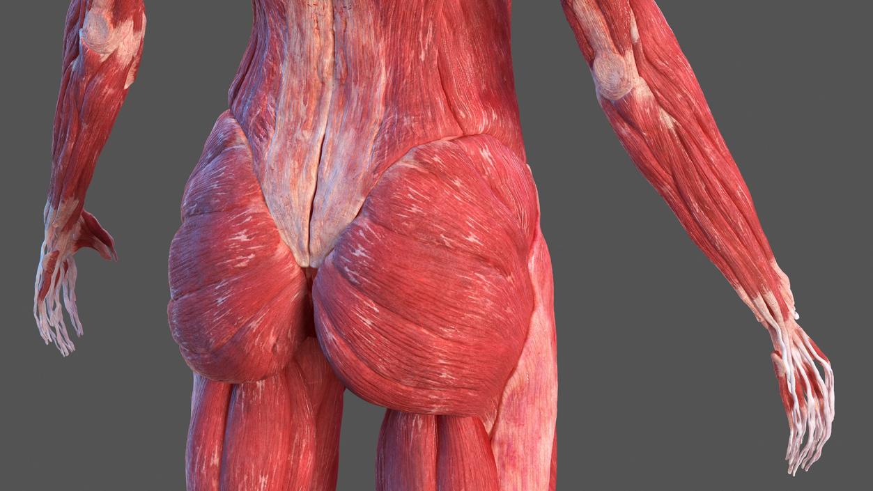 3D model Female Body Anatomy Collection