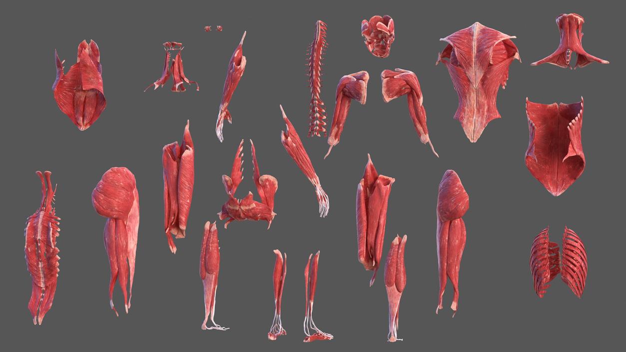 3D model Female Body Anatomy Collection