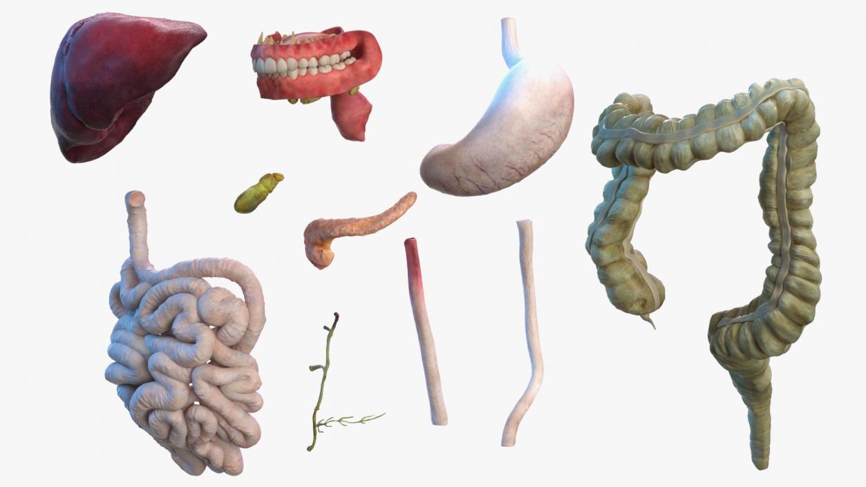 3D model Female Body Anatomy Collection