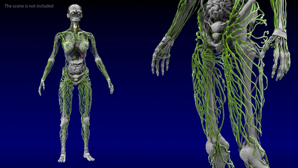 3D model Female Body Anatomy Collection