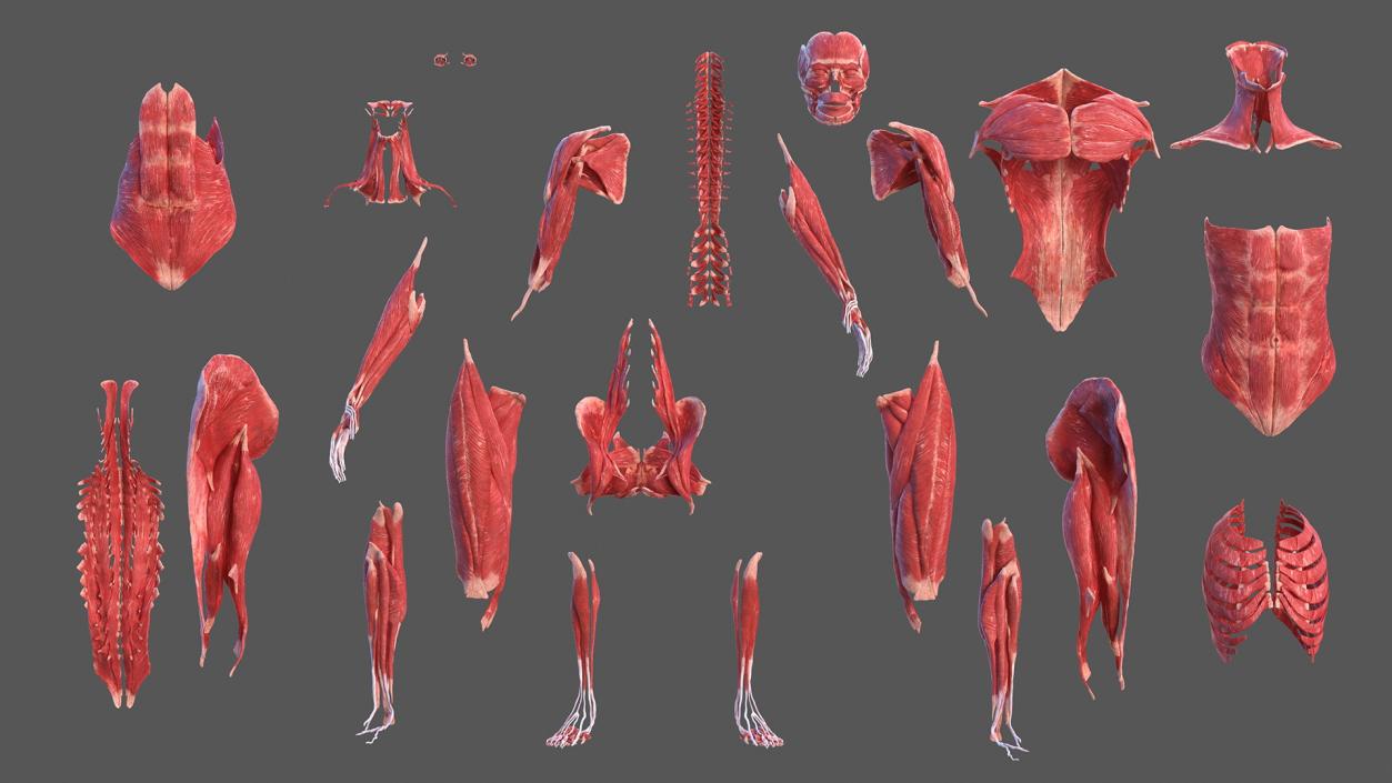 3D model Female Body Anatomy Collection