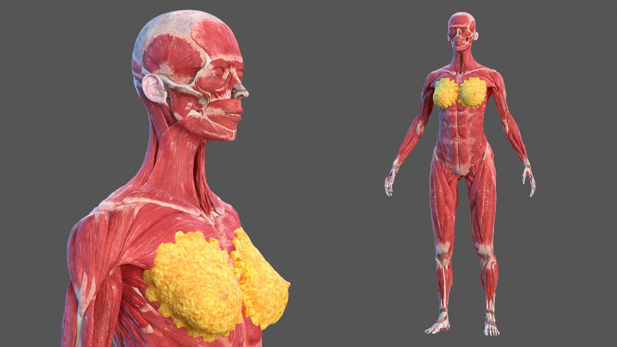 3D model Female Body Anatomy Collection