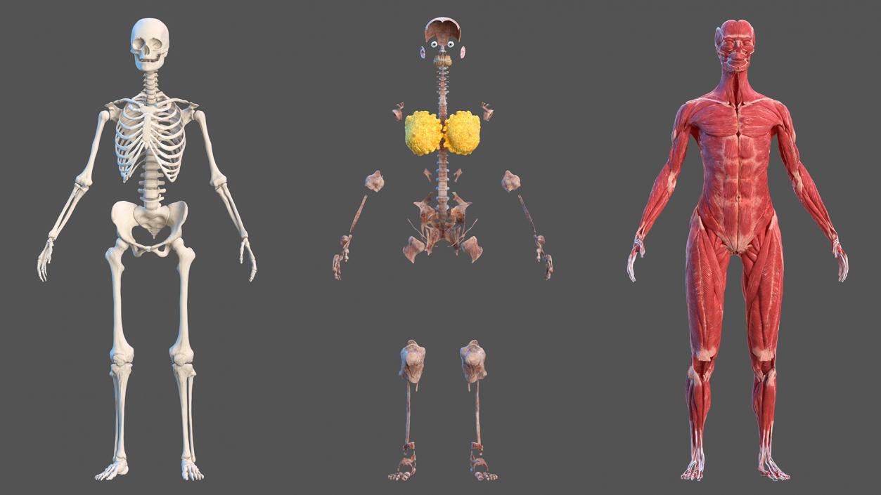 3D model Female Body Anatomy Collection