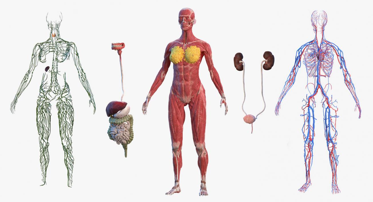 3D model Female Body Anatomy Collection