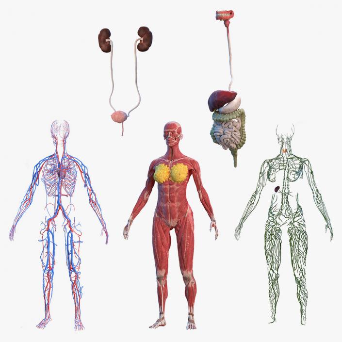 3D model Female Body Anatomy Collection