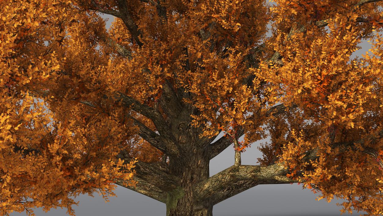 Autumn Oak Tree 3 3D