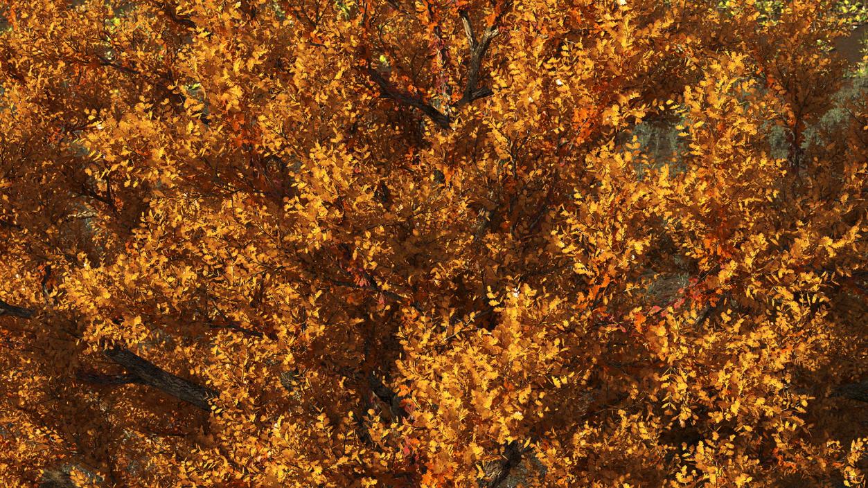 Autumn Oak Tree 3 3D