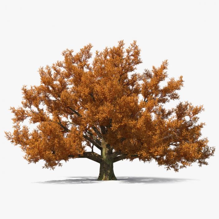 Autumn Oak Tree 3 3D