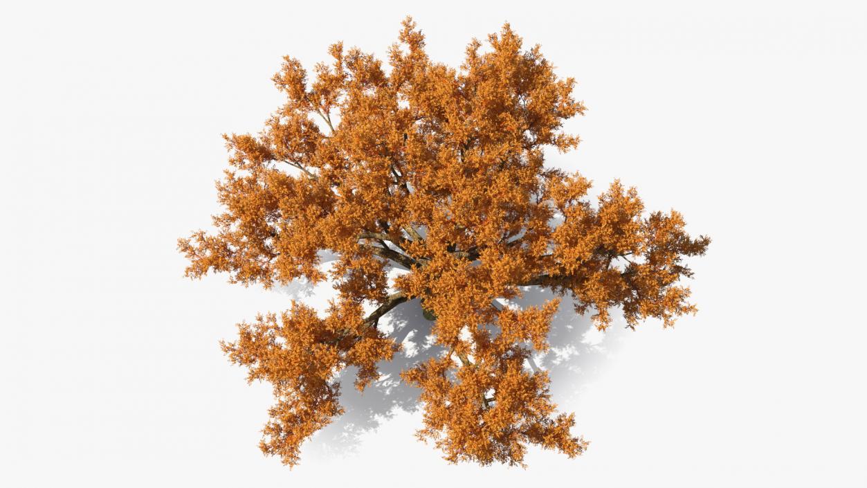 Autumn Oak Tree 3 3D