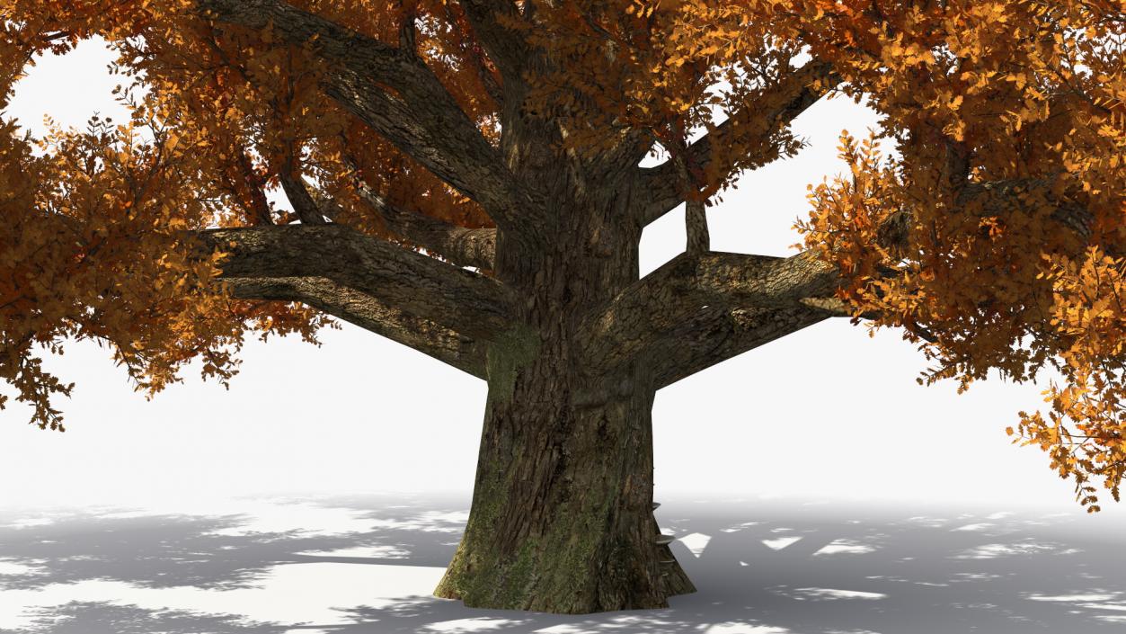 Autumn Oak Tree 3 3D