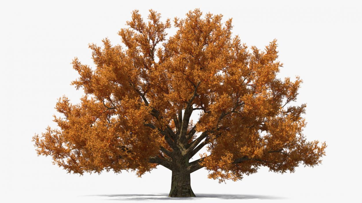 Autumn Oak Tree 3 3D