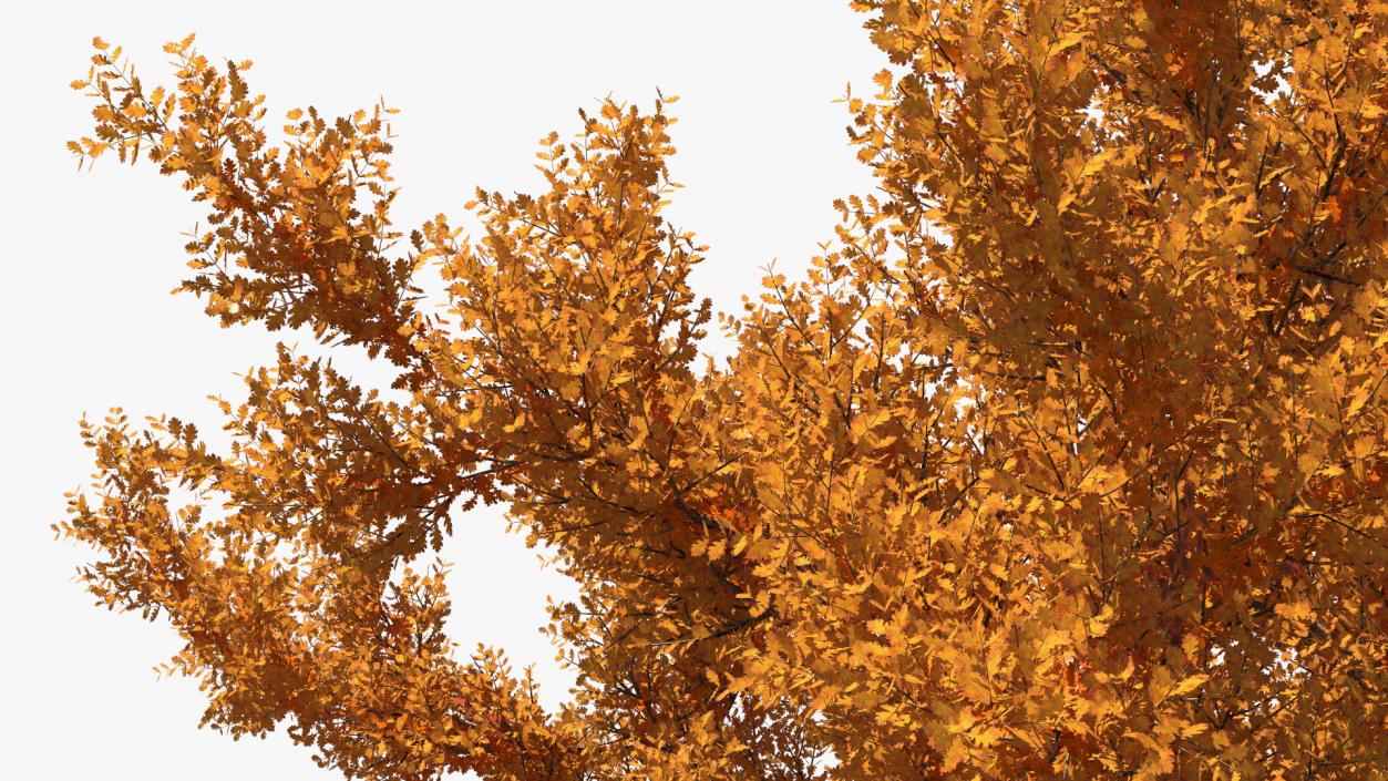 Autumn Oak Tree 3 3D